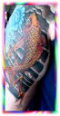 koi
